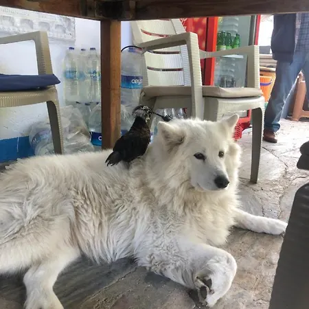 Zirkon Doga Butik