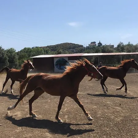 Zirkon Doga Butik 펜션 *