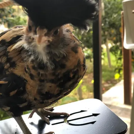 Zirkon Doga Butik 페티예