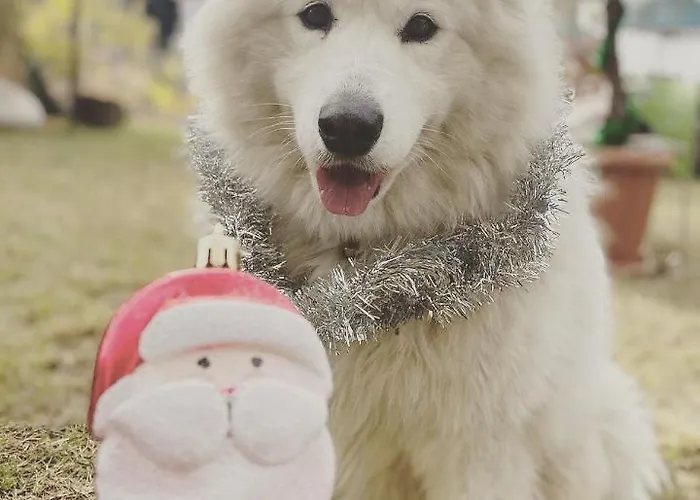 Zirkon Doga Butik Dom wakacyjny